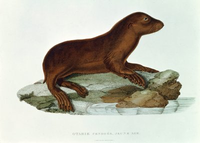 A Baby Australian Sealion (Neophoca cinerea) illustration from 